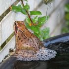 ~* Grasfrosch bei der Morgentoilette *~