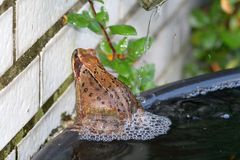 ~* Grasfrosch bei der Morgentoilette *~