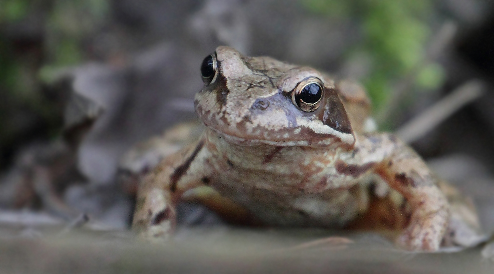 Grasfrosch beim Nachdenken