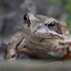 Grasfrosch beim Nachdenken