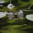 Grasfrosch beim quaken