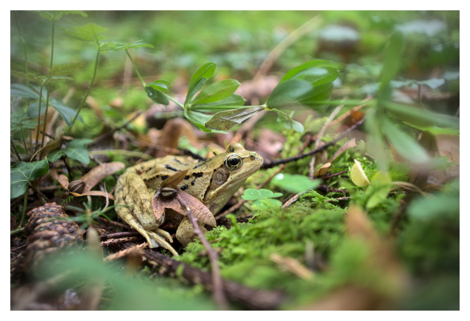 Grasfrosch