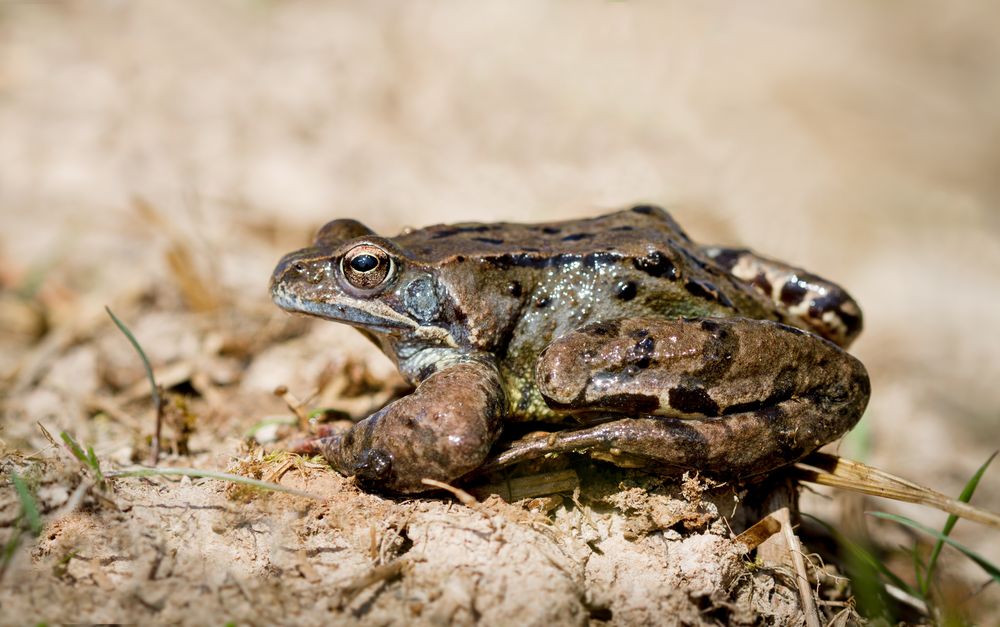 grasfrosch