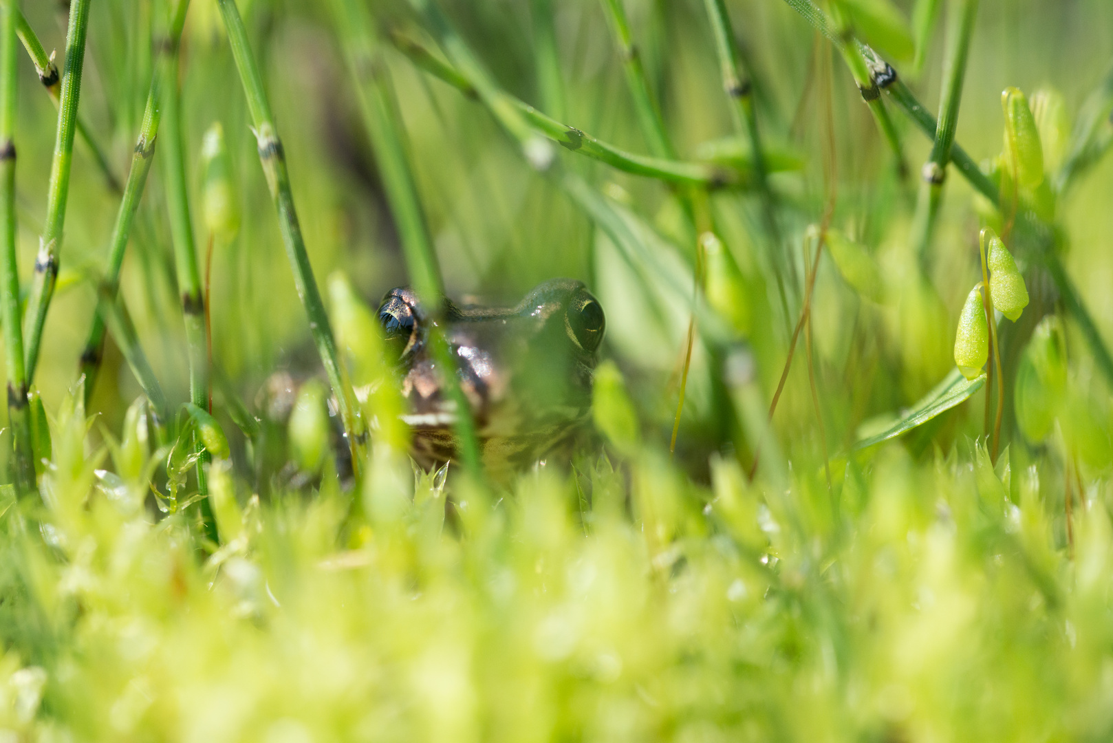 Grasfrosch