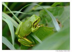 Grasfrosch....