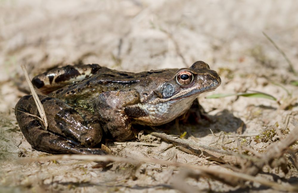 grasfrosch