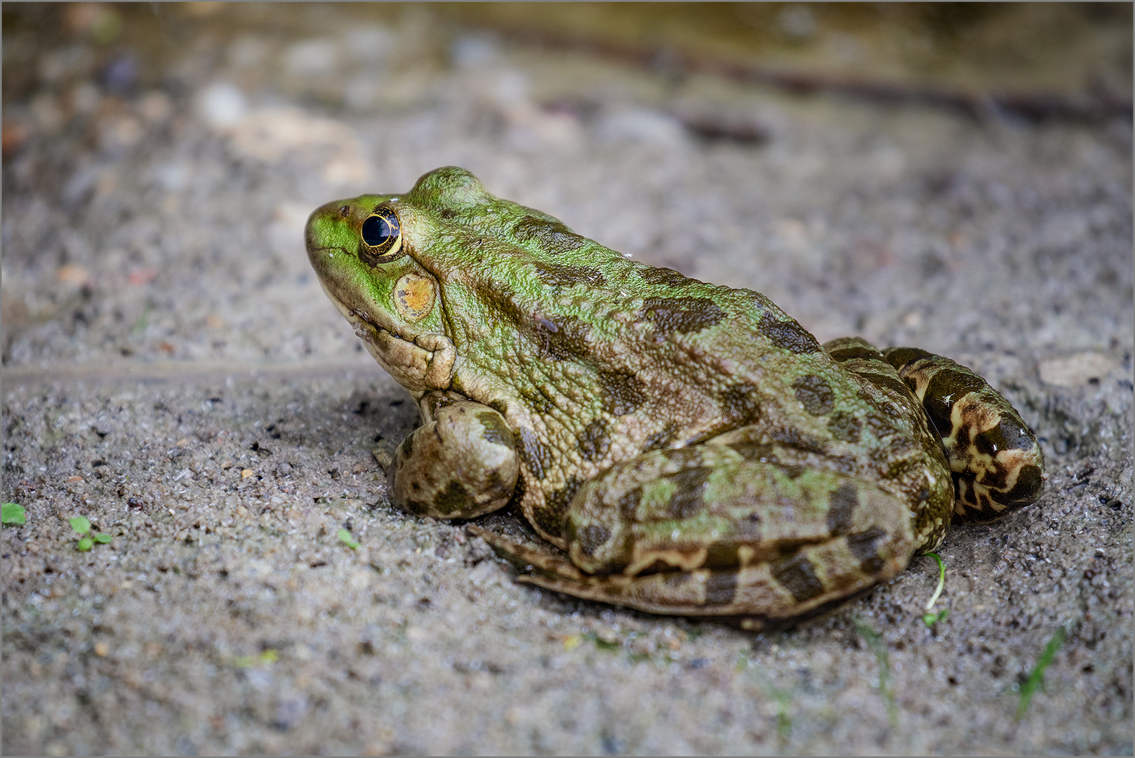 Grasfrosch? Foto & Bild | tiere, wildlife, amphibien & reptilien Bilder