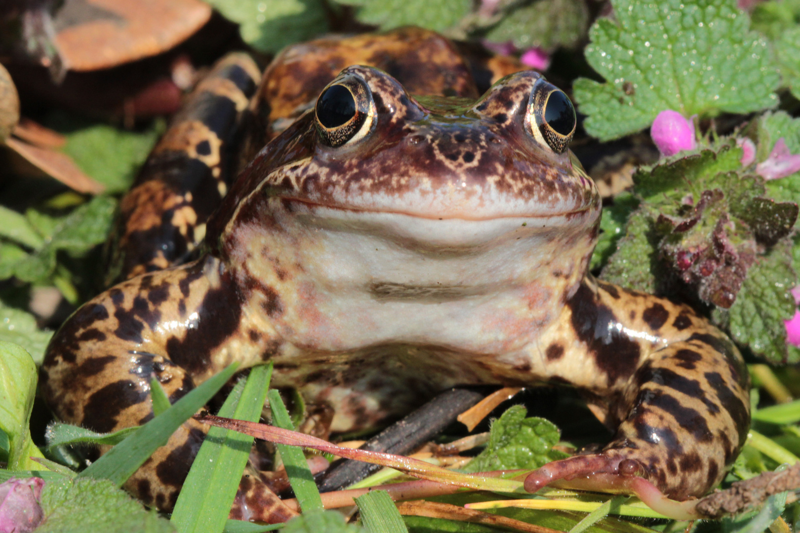 Grasfrosch