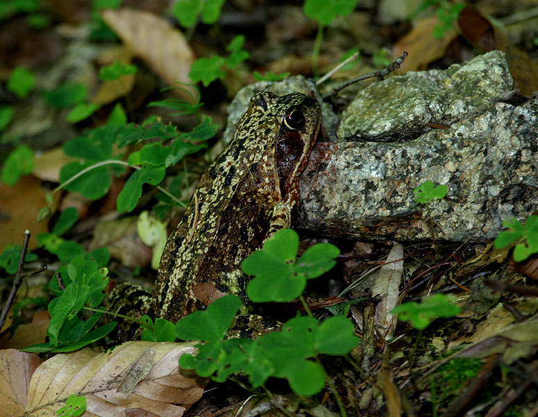 Grasfrosch