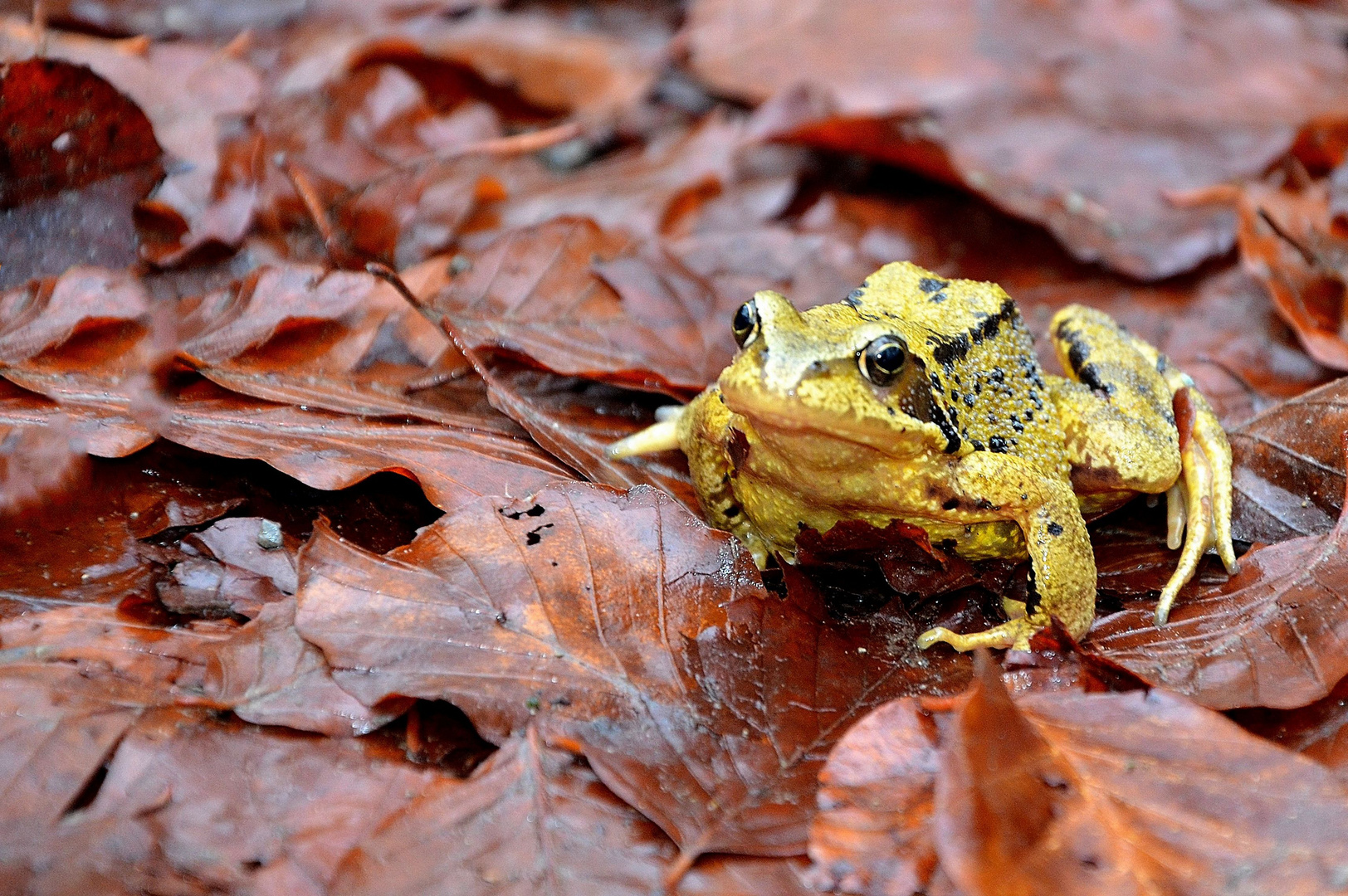 Grasfrosch