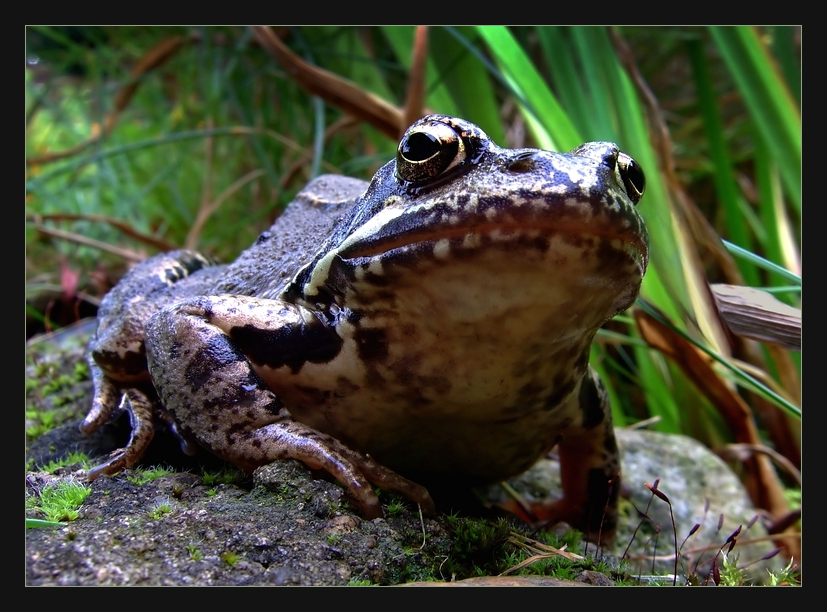 Grasfrosch