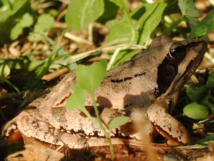 Grasfrosch