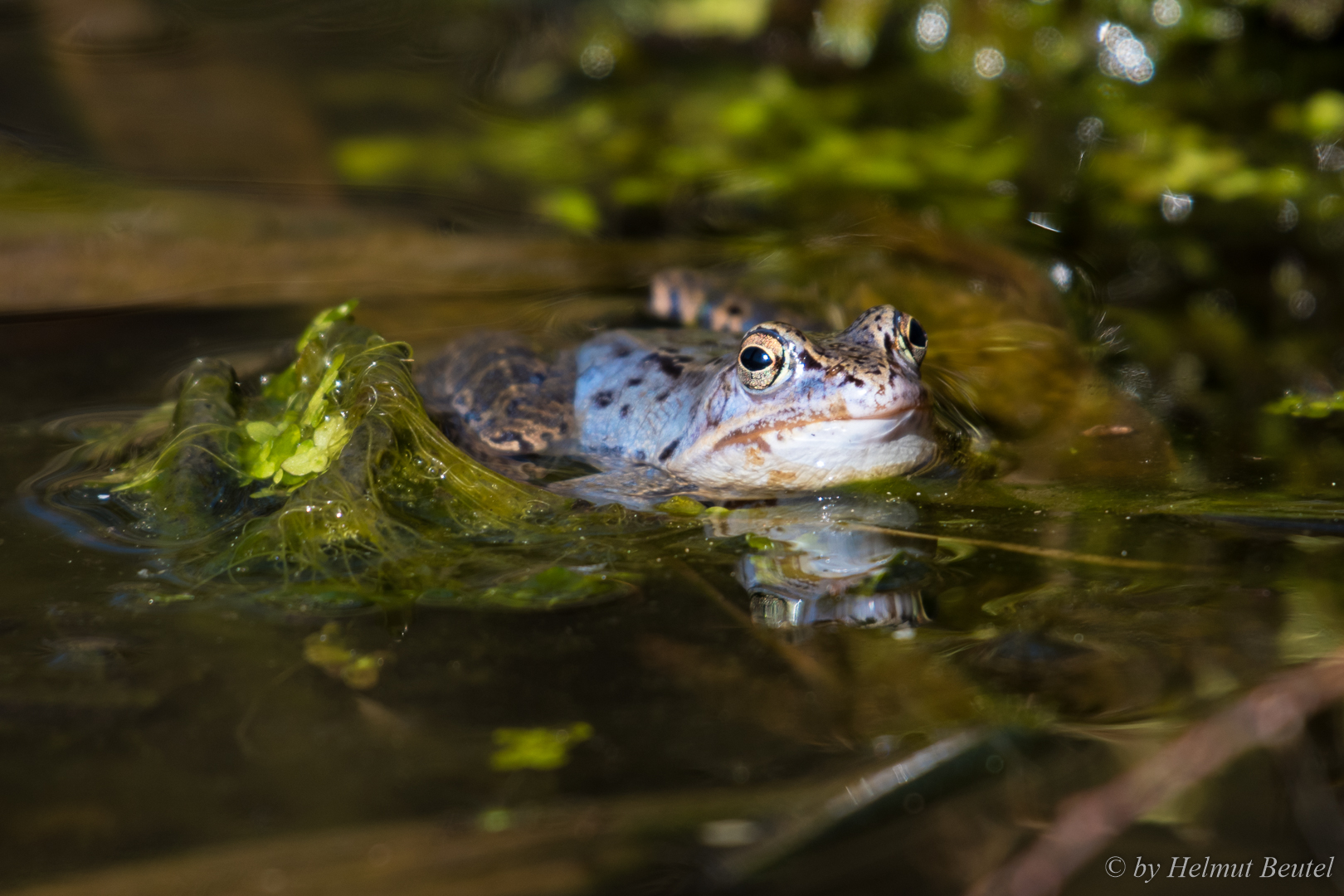 Grasfrosch