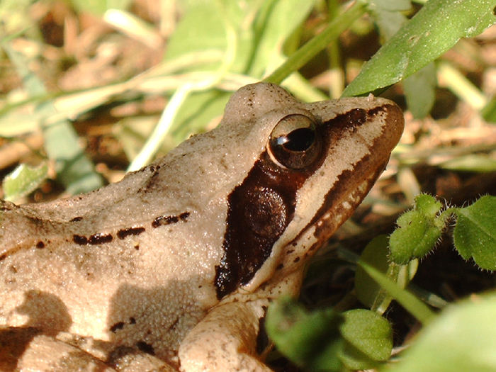 Grasfrosch