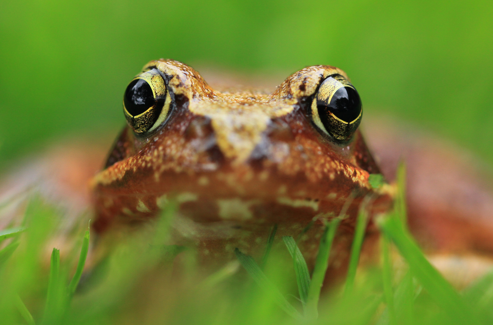 Grasfrosch