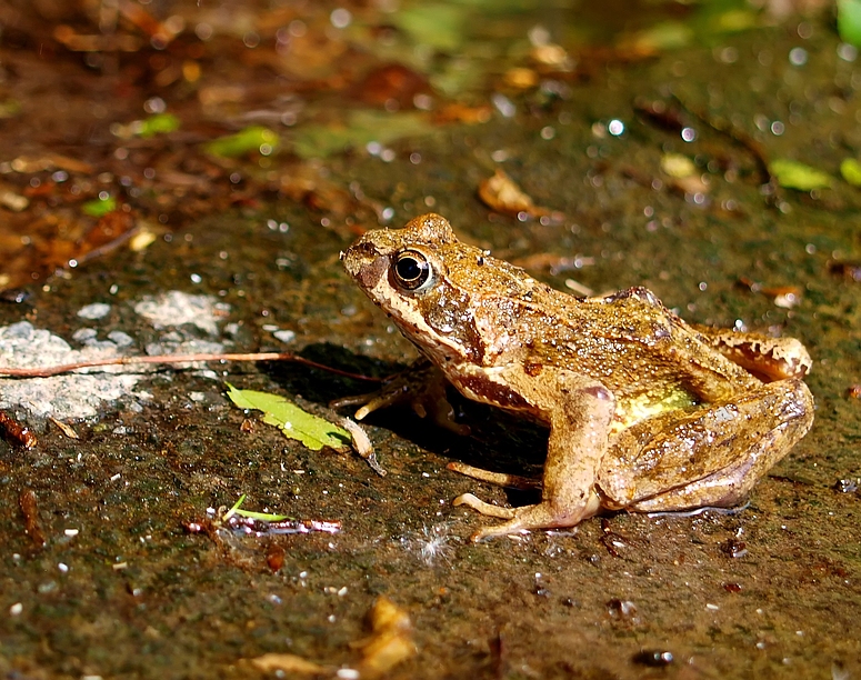 Grasfrosch