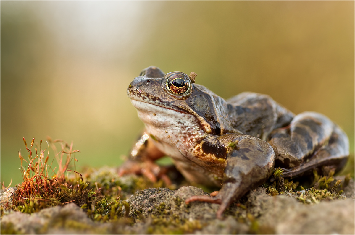 Grasfrosch