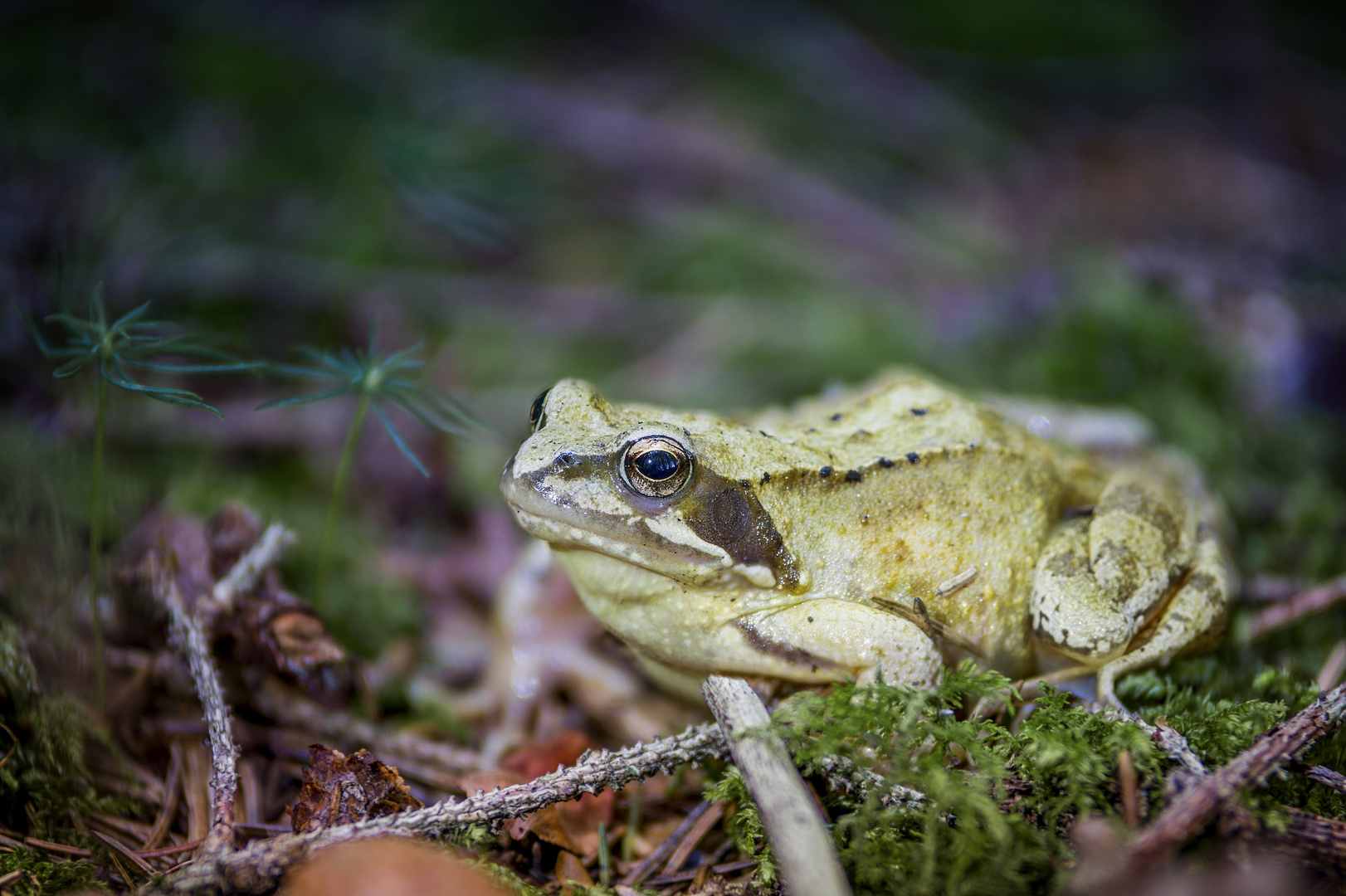 Grasfrosch