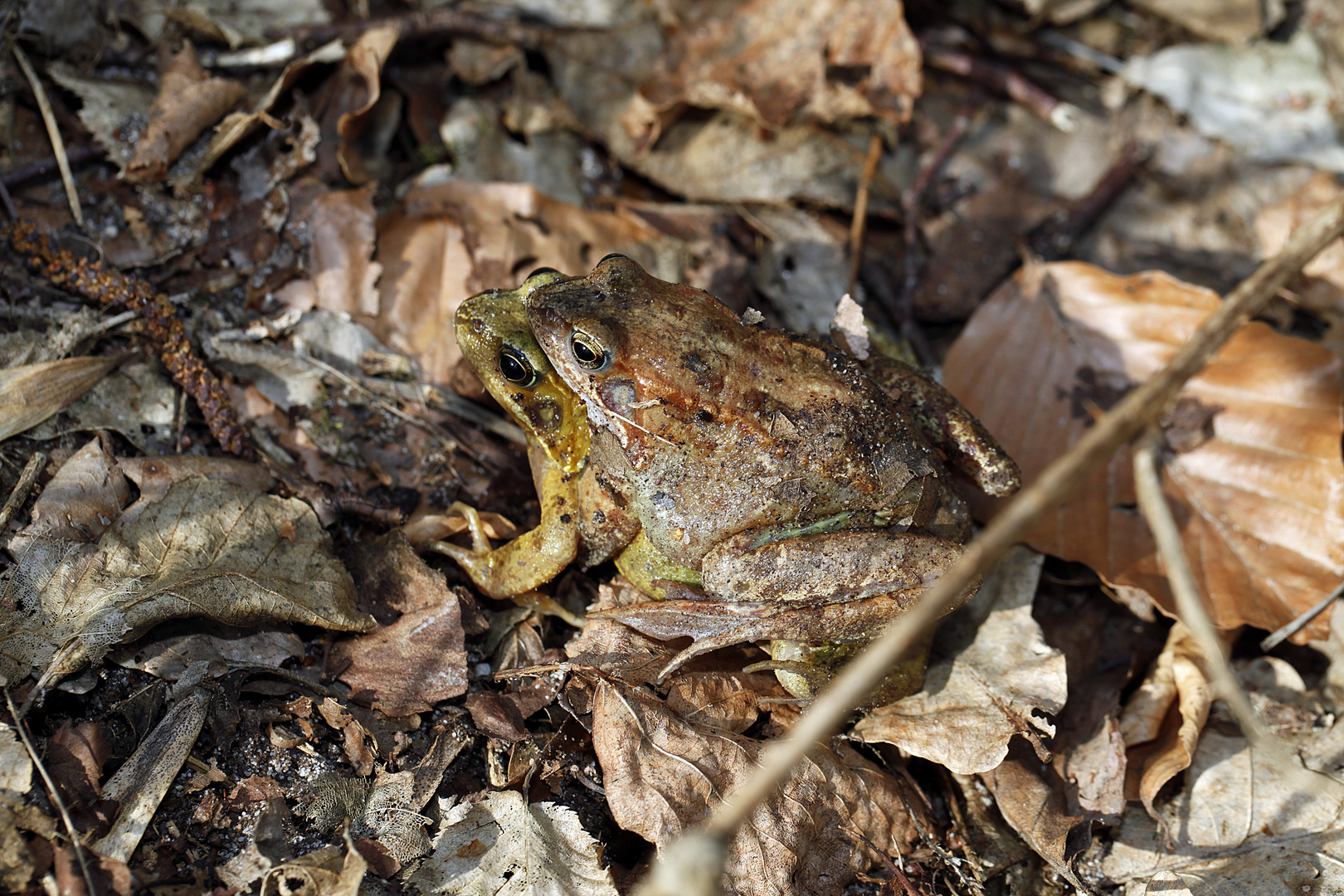 Grasfrosch