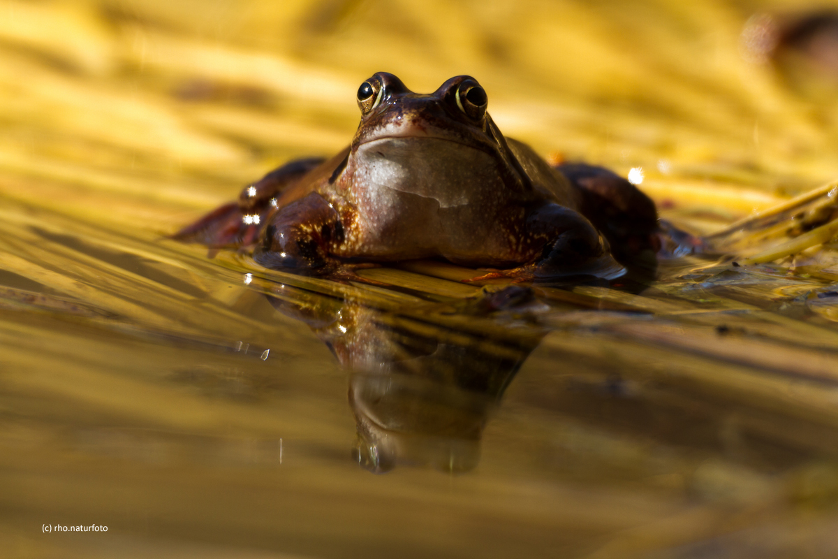 Grasfrosch