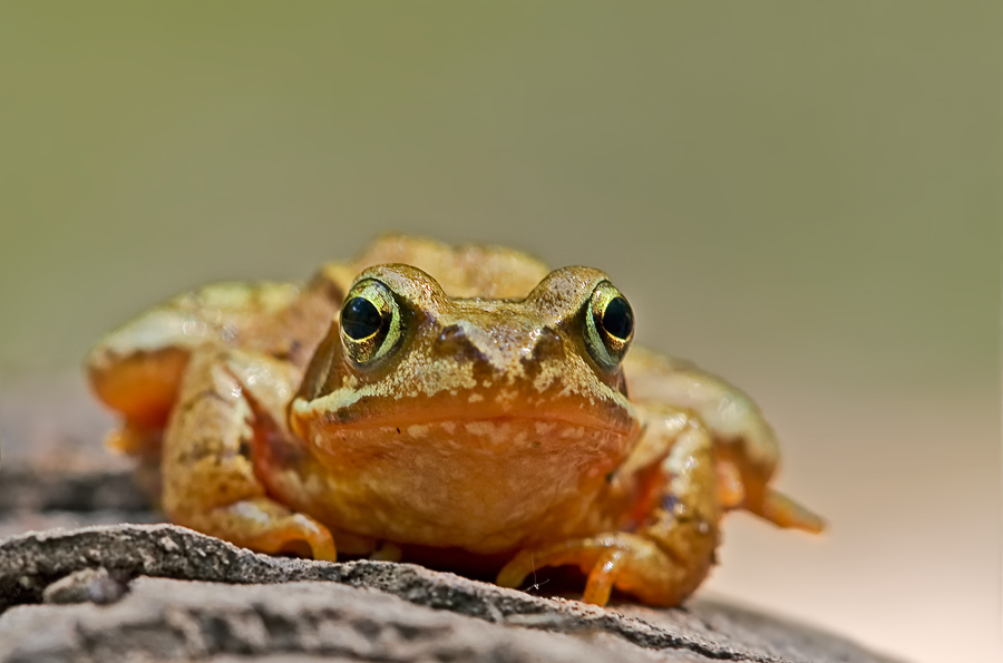 Grasfrosch