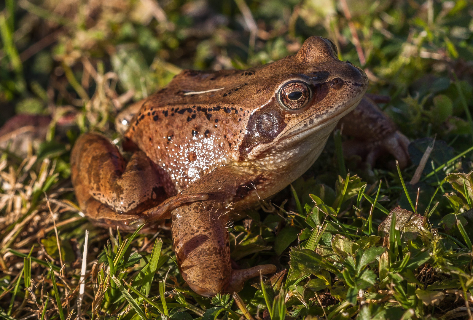 Grasfrosch