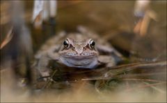 Grasfrosch