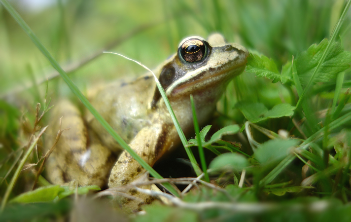 Grasfrosch