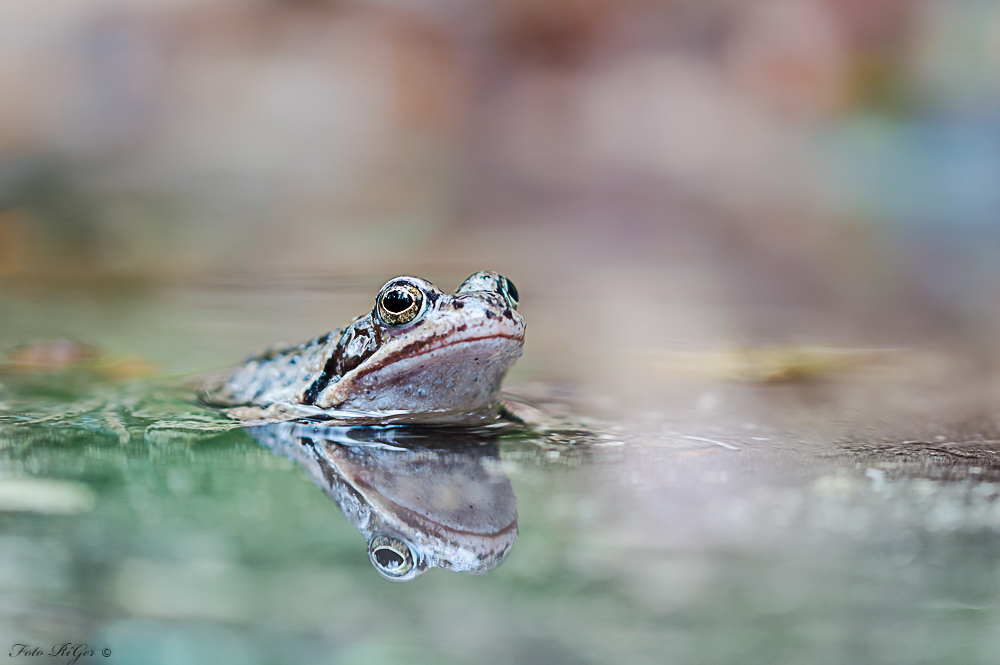 Grasfrosch