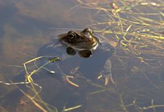 Grasfrosch