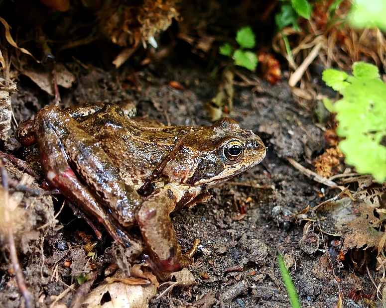 Grasfrosch