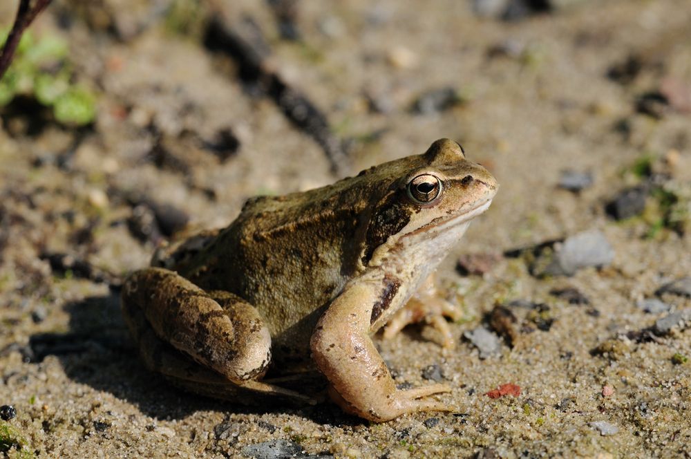 Grasfrosch Foto & Bild | natur, naturfoto, tiere Bilder auf fotocommunity