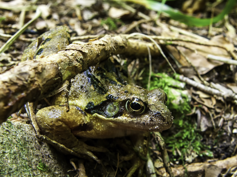 Grasfrosch Fridolin...