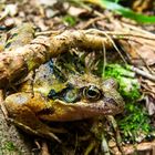 Grasfrosch Fridolin...