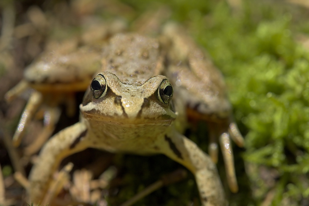 Grasfrosch, frontal