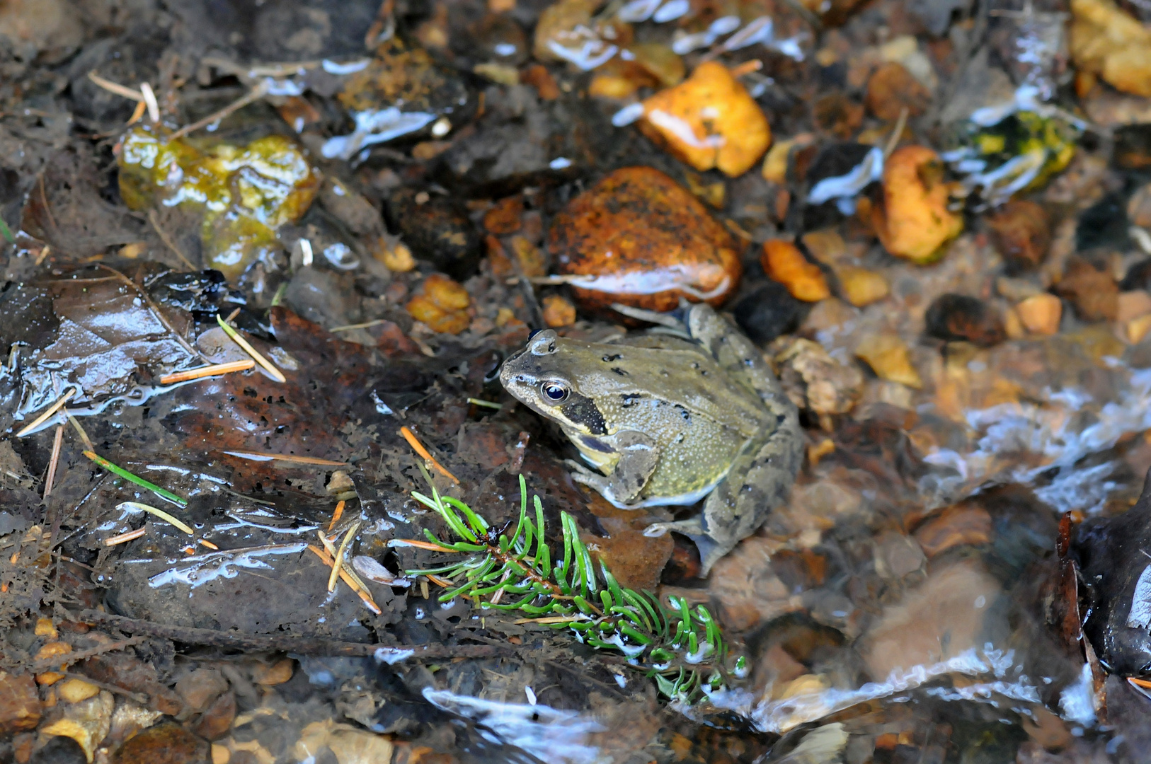 Grasfrosch I - Rana temporaria