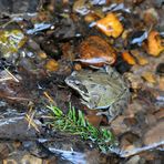 Grasfrosch I - Rana temporaria