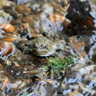 Grasfrosch II - Rana temporaria