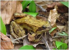 Grasfrosch im Bärlauchwald