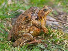 Grasfrosch im Doppelpack