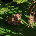 Grasfrosch im Gartenteich.....