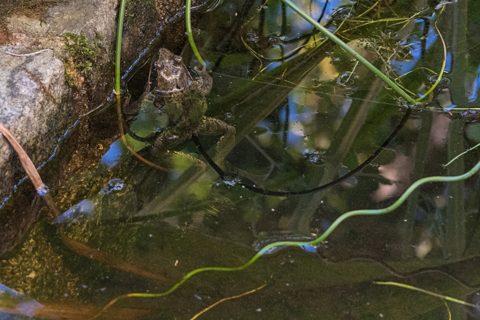 Grasfrosch im Gartenteich