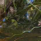 Grasfrosch im Gartenteich