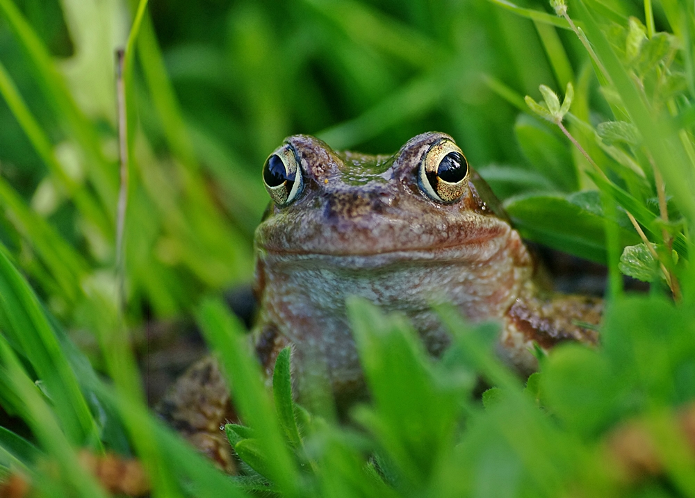 Grasfrosch - im Gras