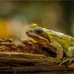 Grasfrosch im Herbstwald