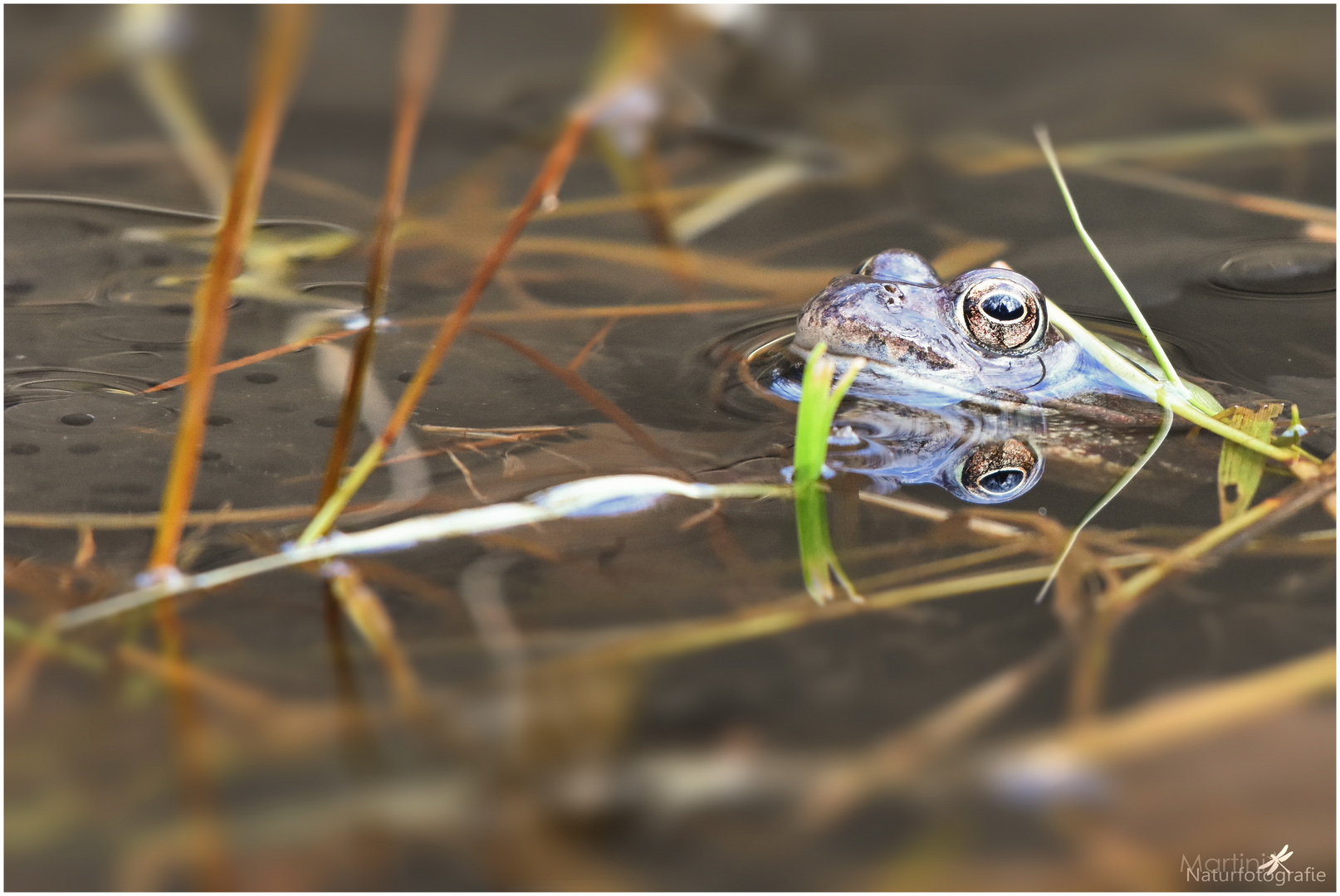 Grasfrosch im Laichgewässer