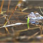 Grasfrosch im Laichgewässer