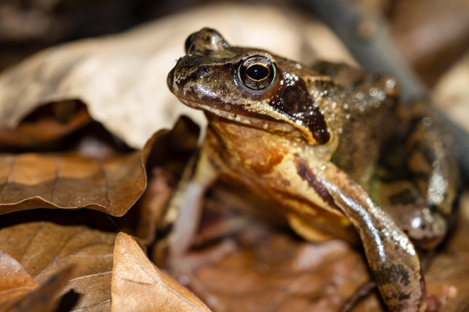 Grasfrosch im Laub 1