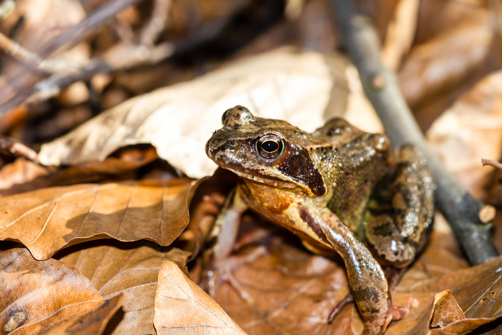 Grasfrosch im Laub 2