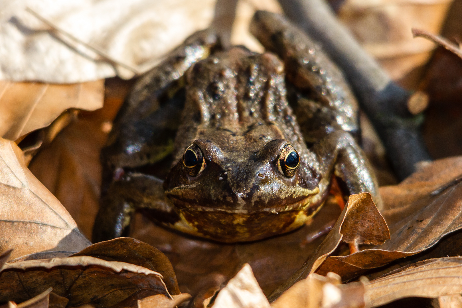 Grasfrosch im Laub 3